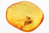 Detailed Fossil Barklouse and Fungus Gnat In Baltic Amber #310991-1